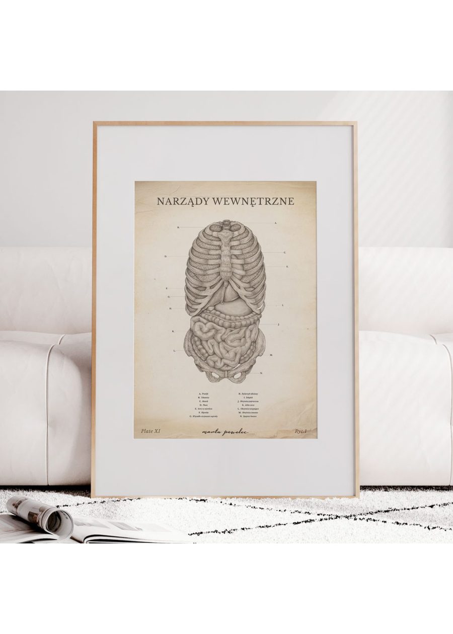 Plakat Narządy Wewnętrzne Vintage — zdjęcie 6