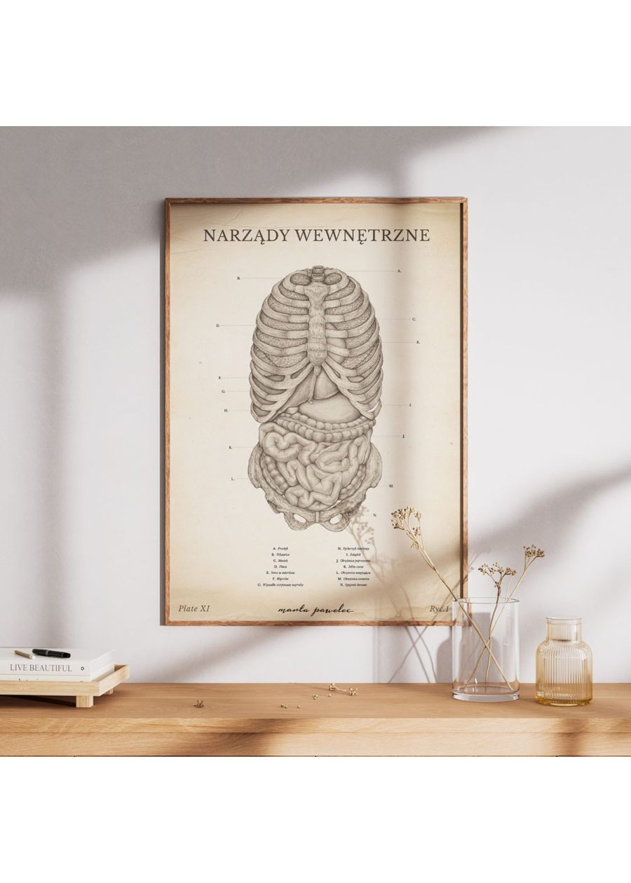 Plakat Narządy Wewnętrzne Vintage — zdjęcie 7
