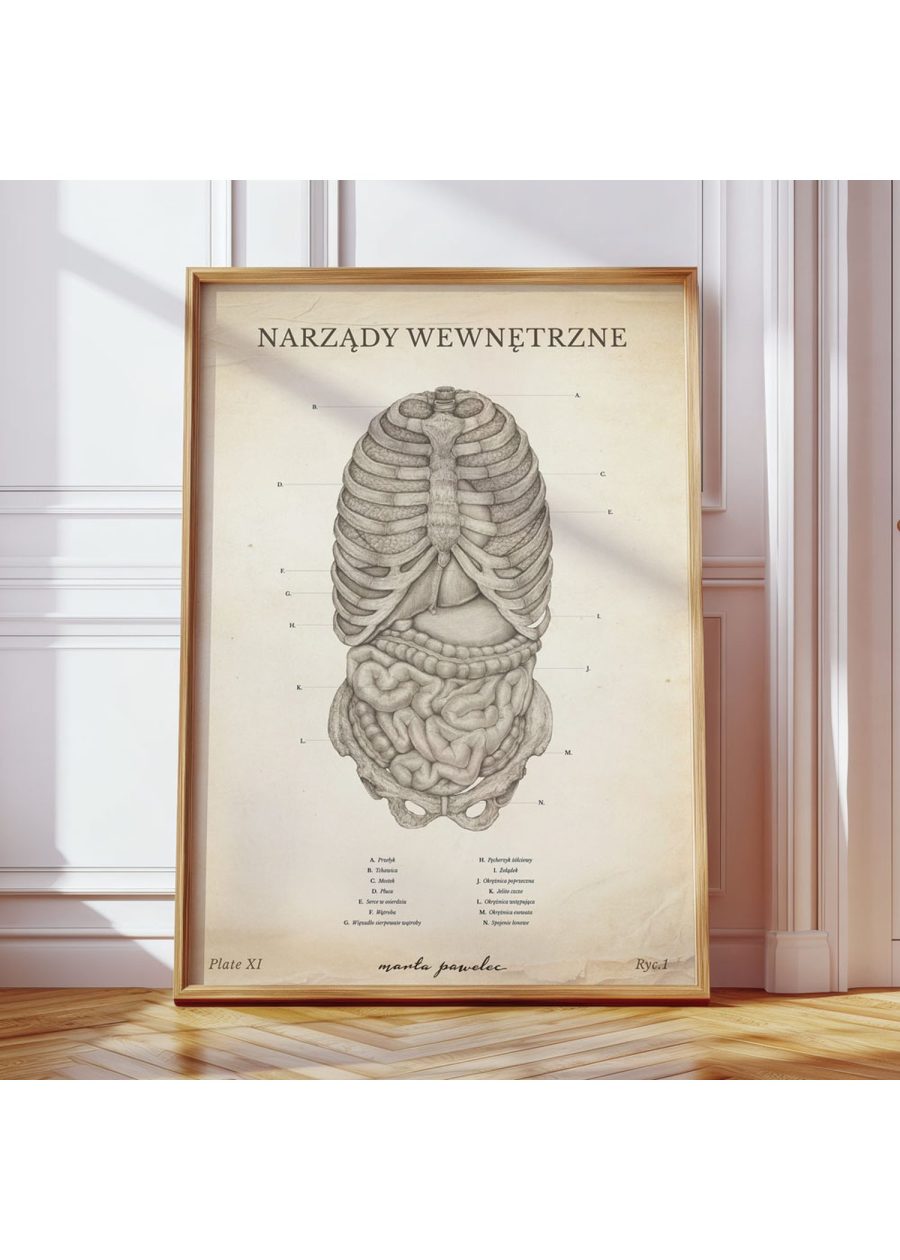 Plakat Narządy Wewnętrzne Vintage — zdjęcie 8