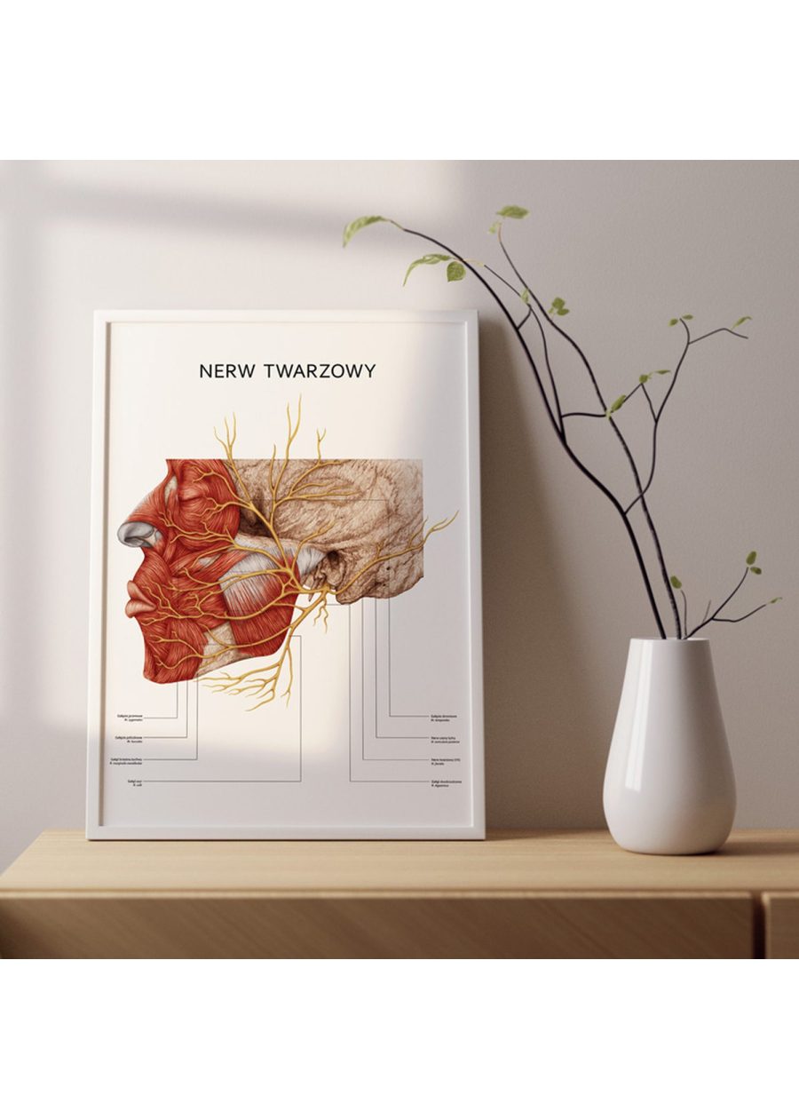 Plakat Nerw Twarzowy — zdjęcie 2