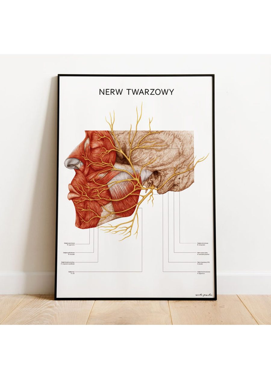 Plakat Nerw Twarzowy — zdjęcie 3