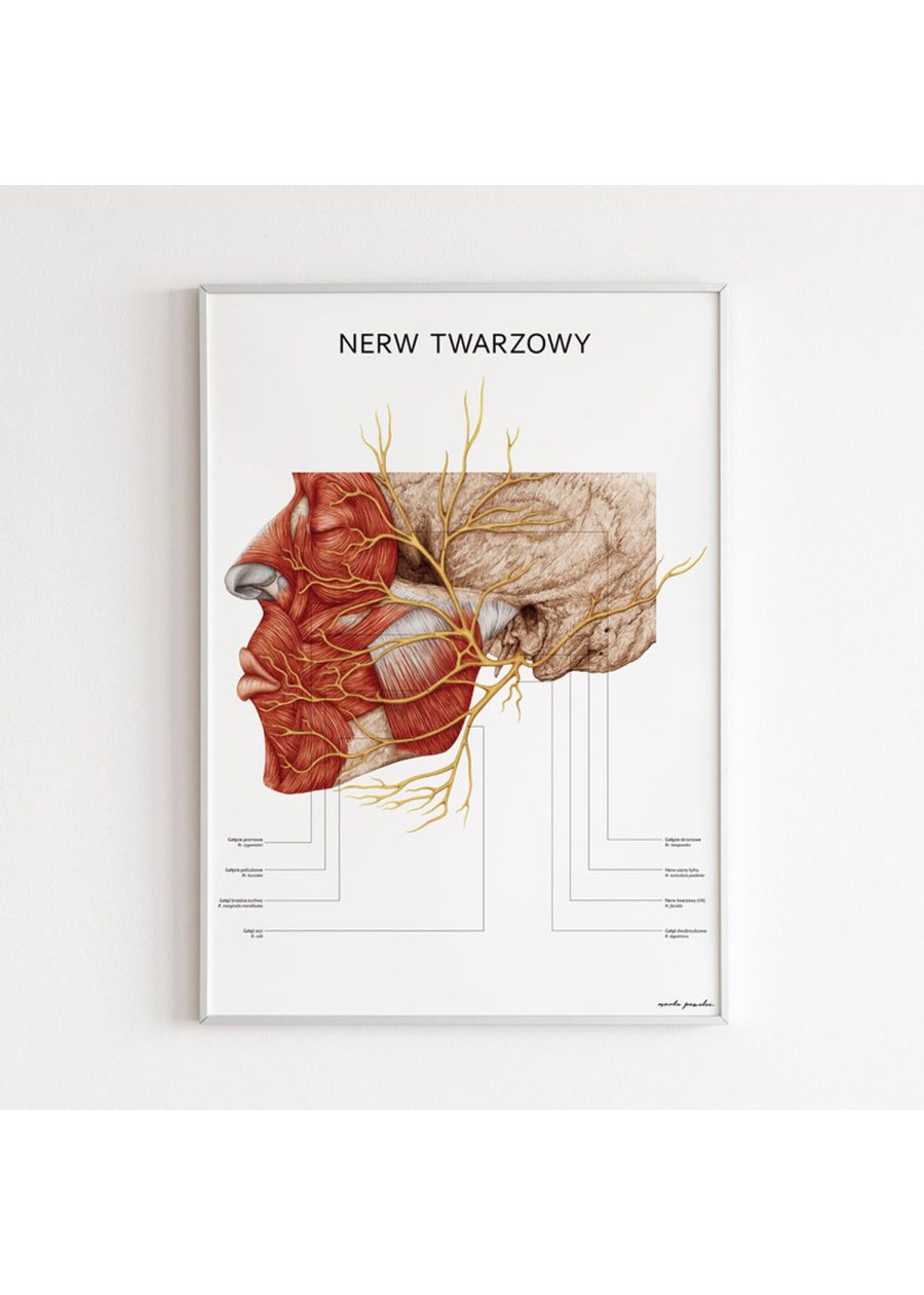Plakat Nerw Twarzowy — zdjęcie 4