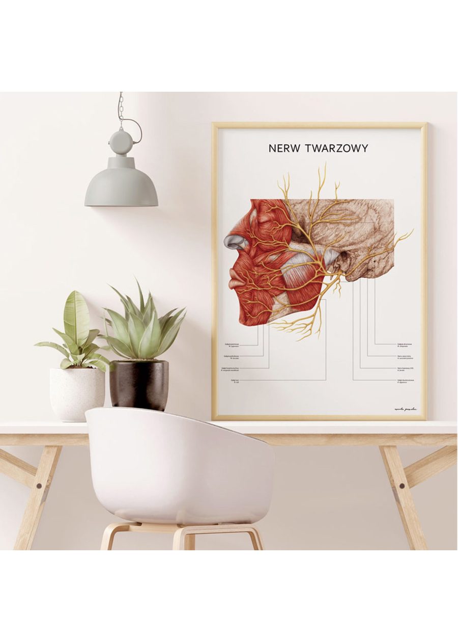 Plakat Nerw Twarzowy — zdjęcie 5