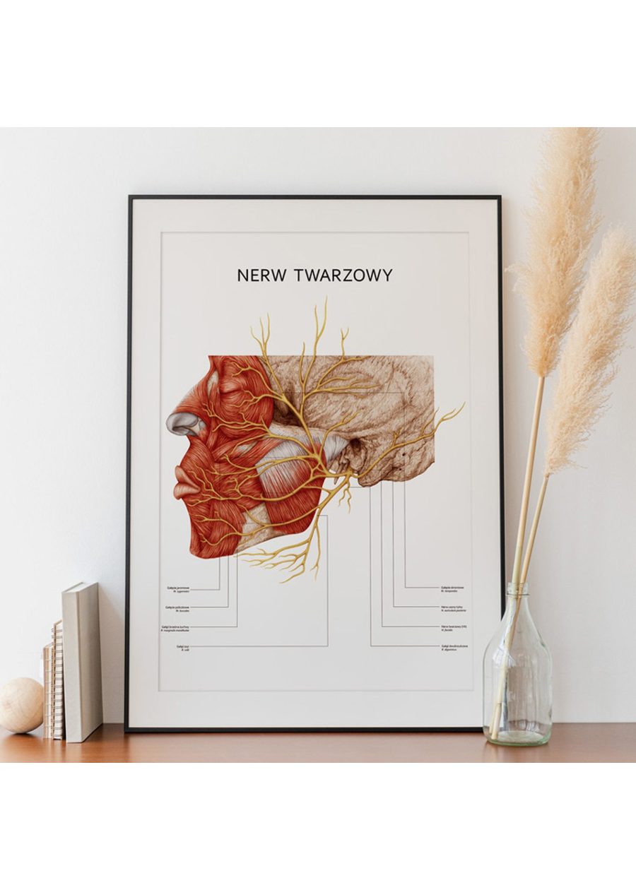 Plakat Nerw Twarzowy — zdjęcie 6