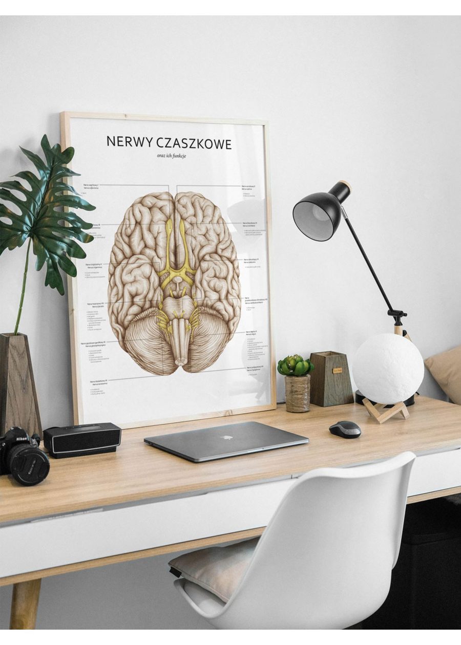 Plakat Nerwy Czaszkowe — zdjęcie 2