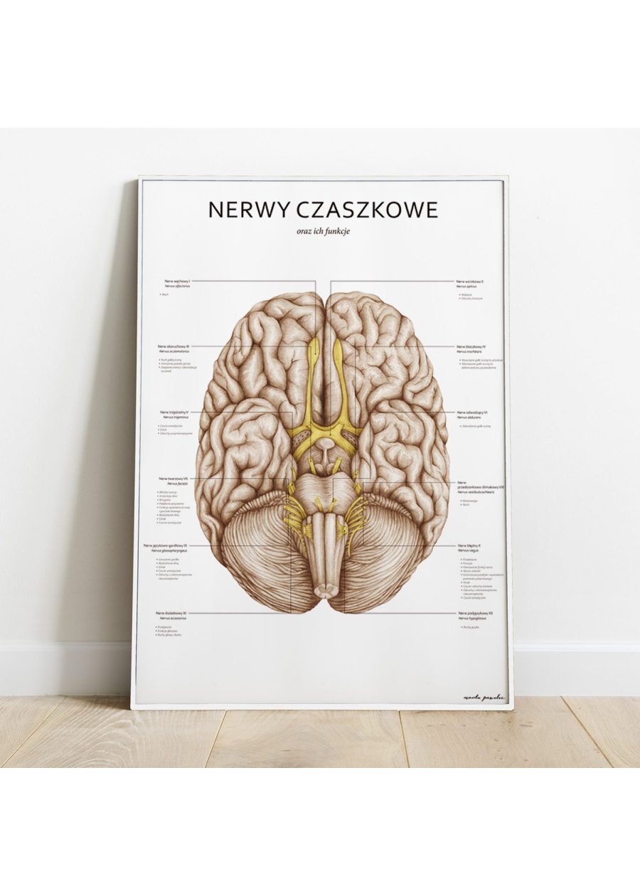 Plakat Nerwy Czaszkowe — zdjęcie 3