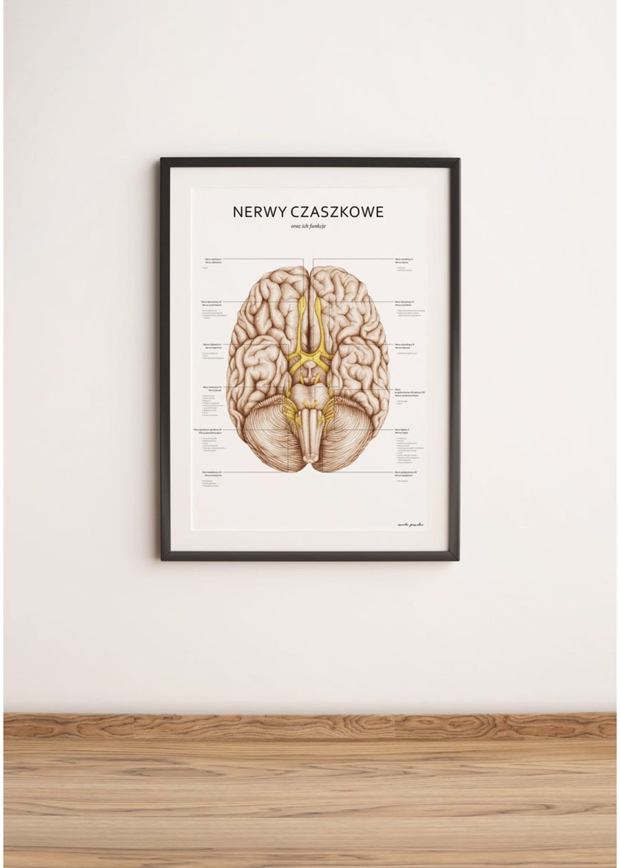 Plakat Nerwy Czaszkowe — zdjęcie 5
