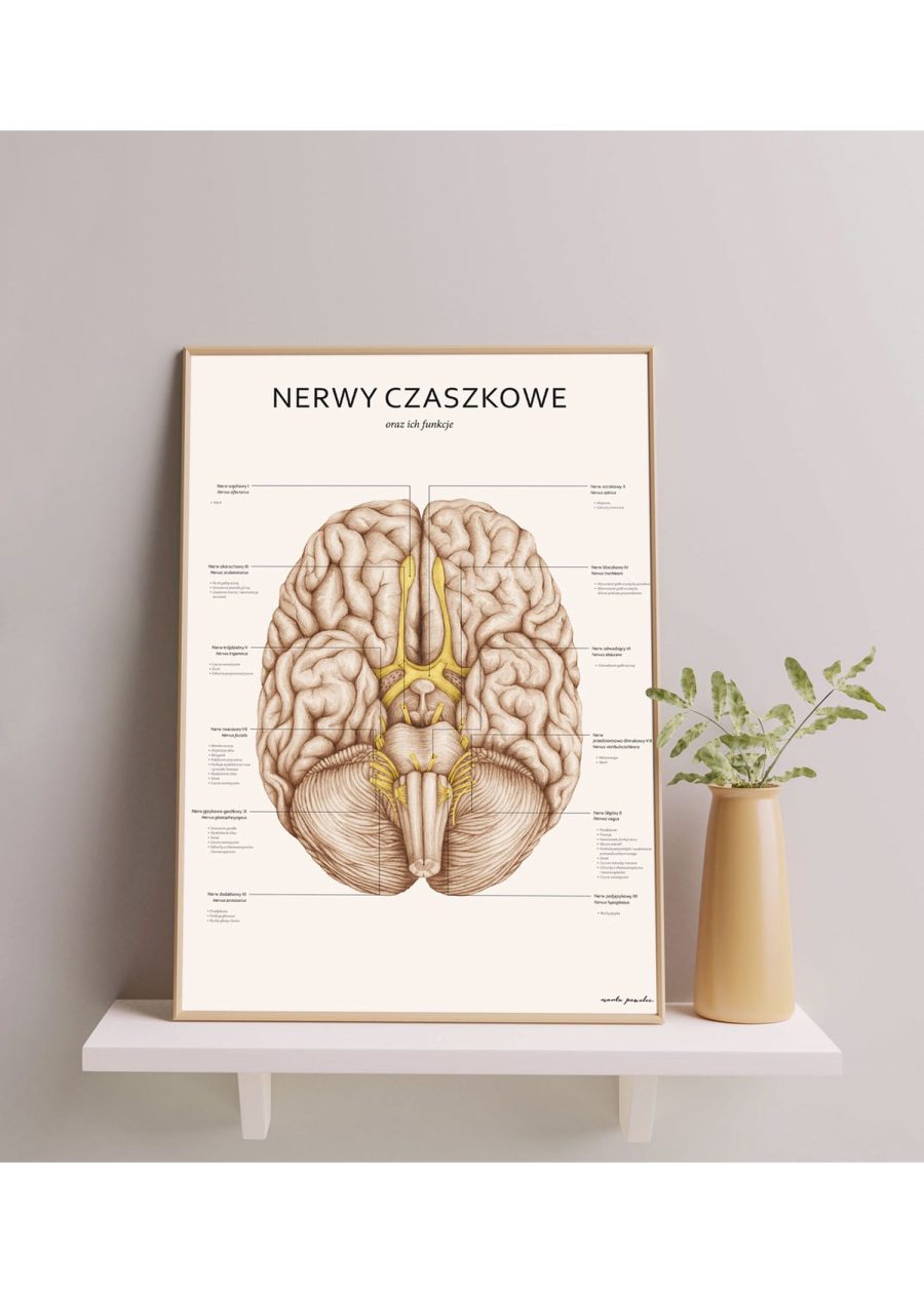 Plakat Nerwy Czaszkowe — zdjęcie 6