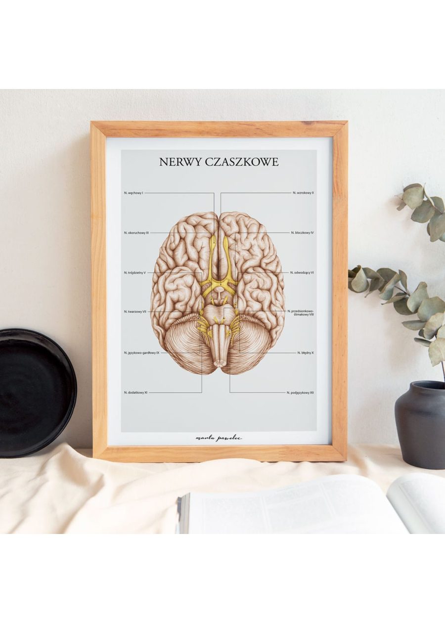 Plakat Nerwy Czaszkowe A3 — zdjęcie 2