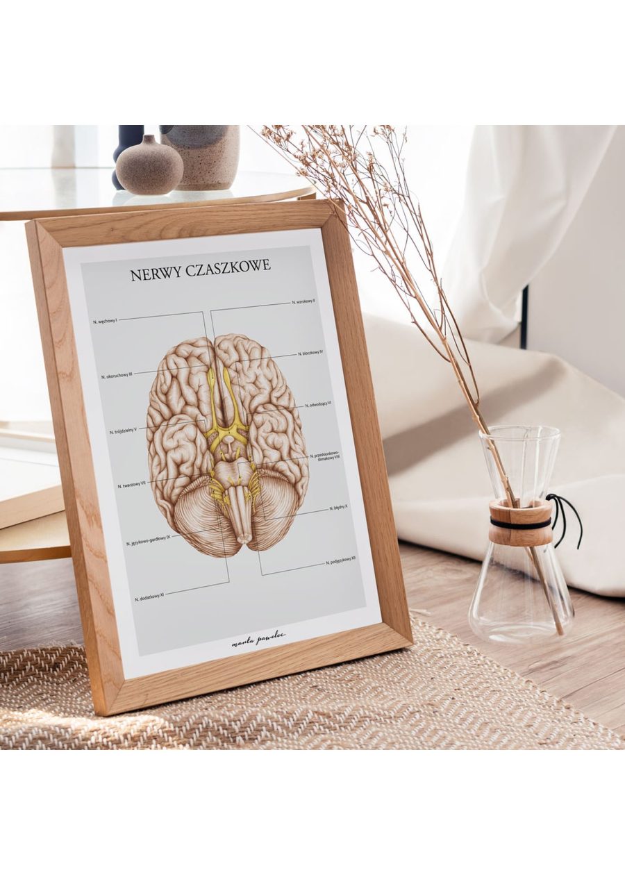Plakat Nerwy Czaszkowe A3 — zdjęcie 3