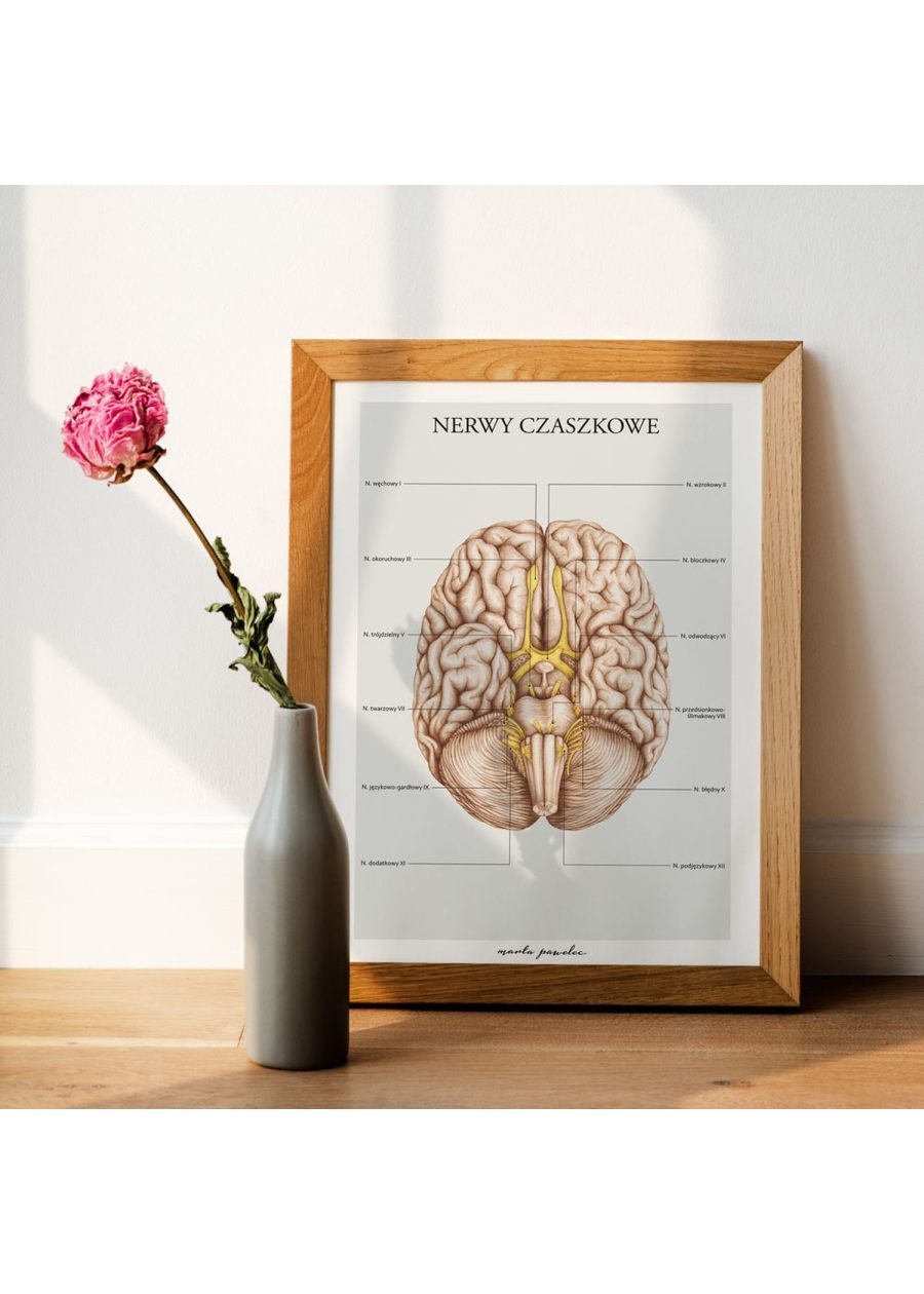 Plakat Nerwy Czaszkowe A3 — zdjęcie 4