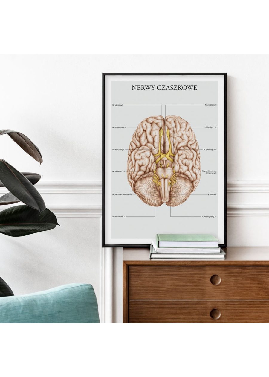 Plakat Nerwy Czaszkowe A3 — zdjęcie 5