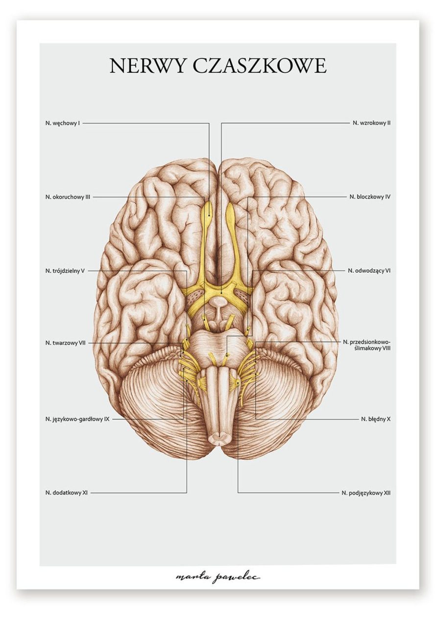 Plakat Nerwy Czaszkowe A3