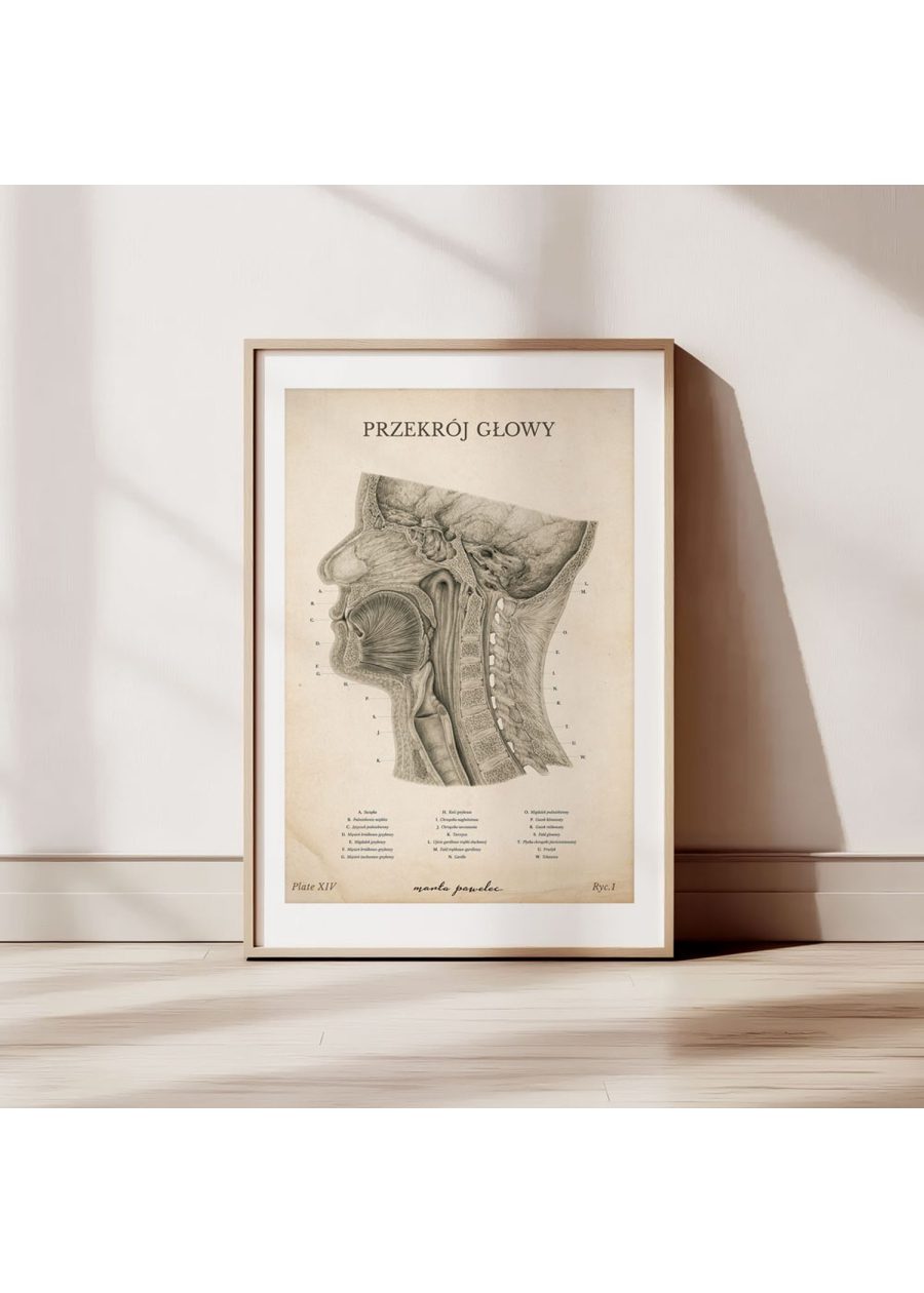 Plakat Przekrój Głowy Vintage — zdjęcie 2