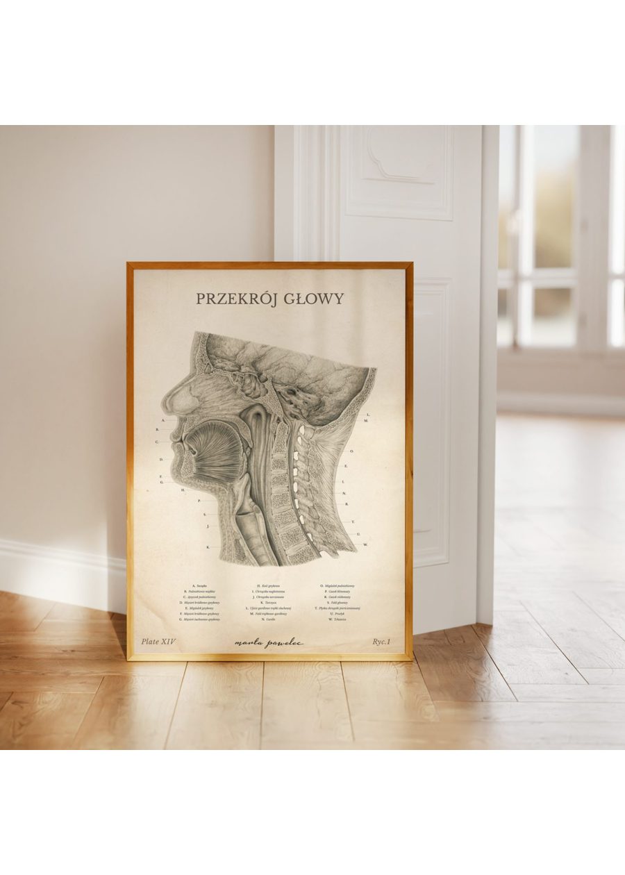 Plakat Przekrój Głowy Vintage — zdjęcie 3