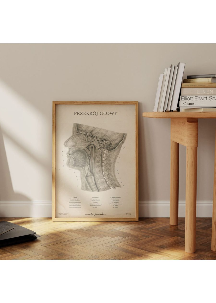 Plakat Przekrój Głowy Vintage — zdjęcie 4