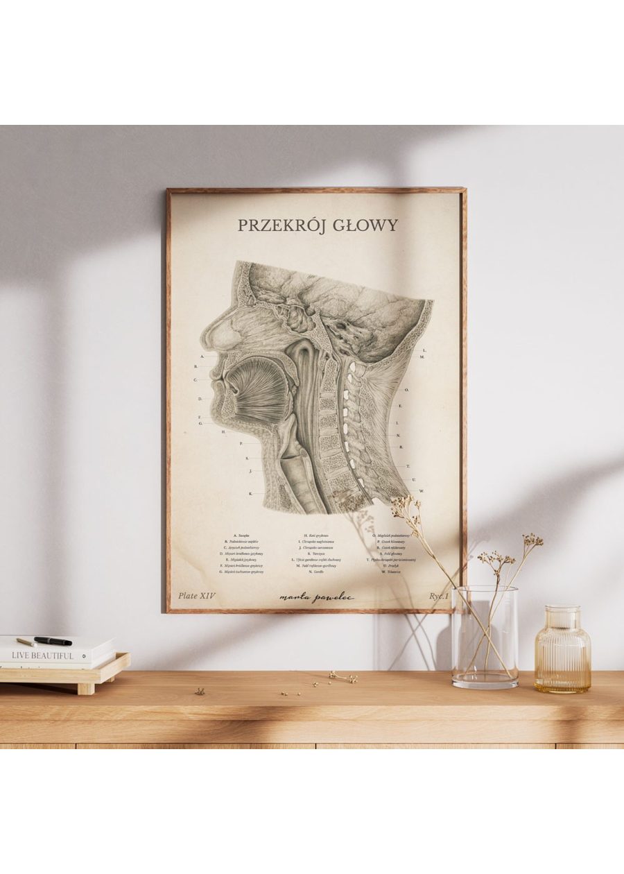 Plakat Przekrój Głowy Vintage — zdjęcie 5