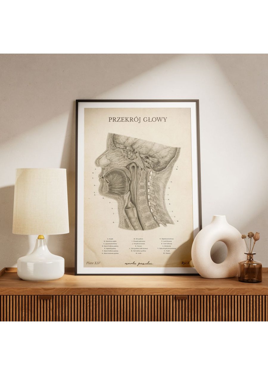 Plakat Przekrój Głowy Vintage — zdjęcie 6