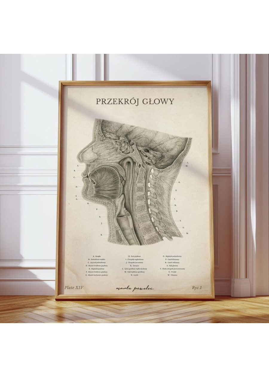 Plakat Przekrój Głowy Vintage — zdjęcie 7