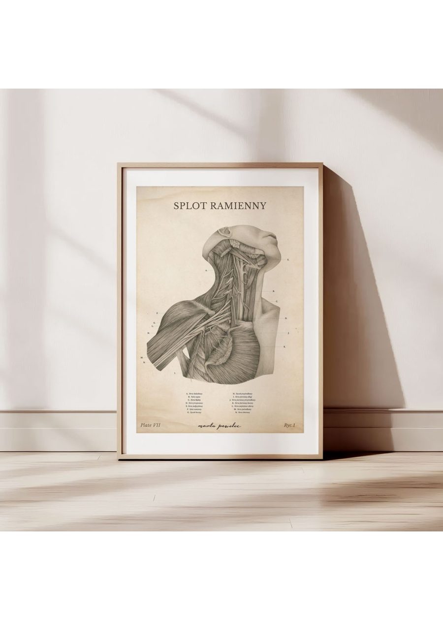Plakat Splot Ramienny Vintage — zdjęcie 2