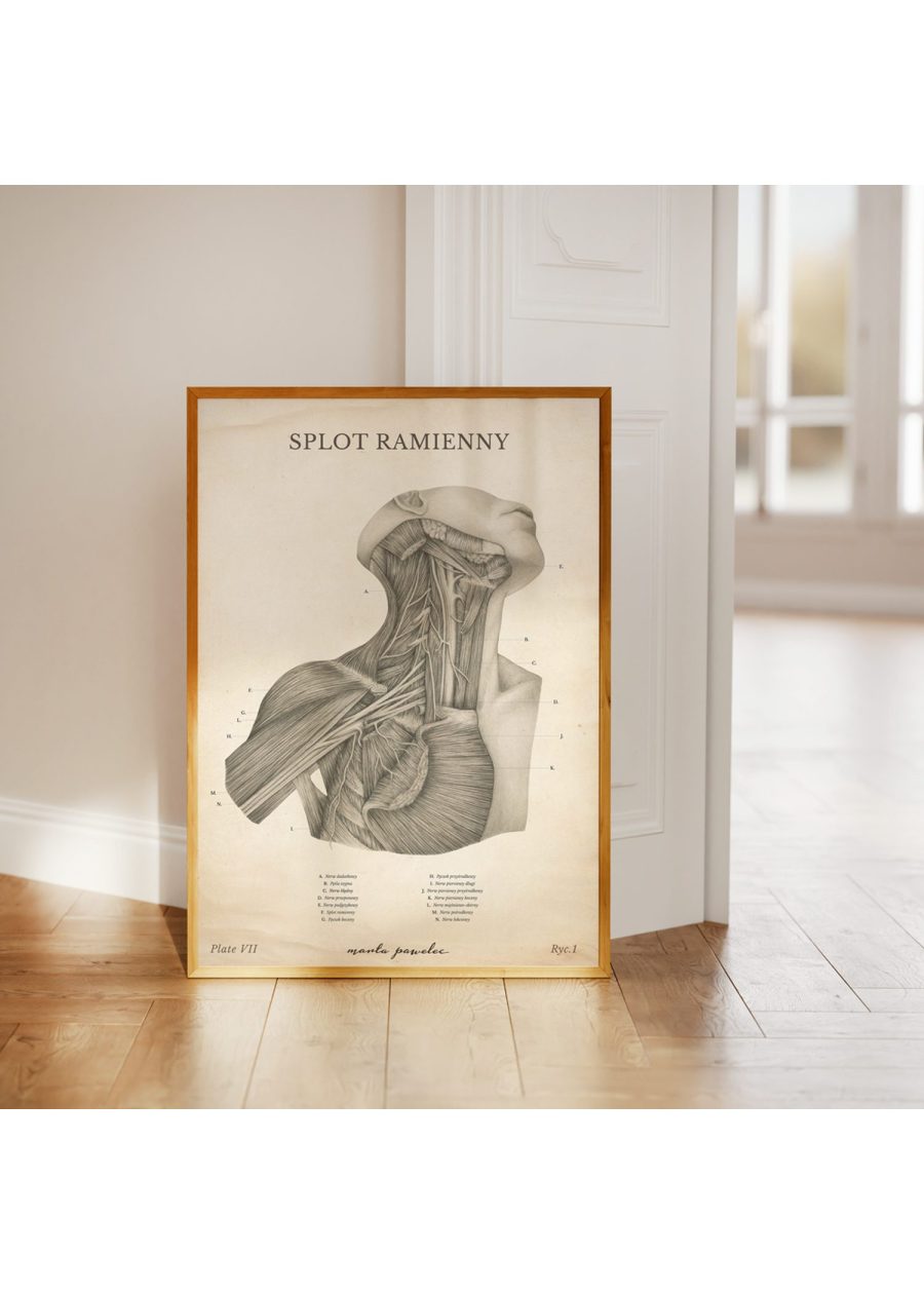 Plakat Splot Ramienny Vintage — zdjęcie 3