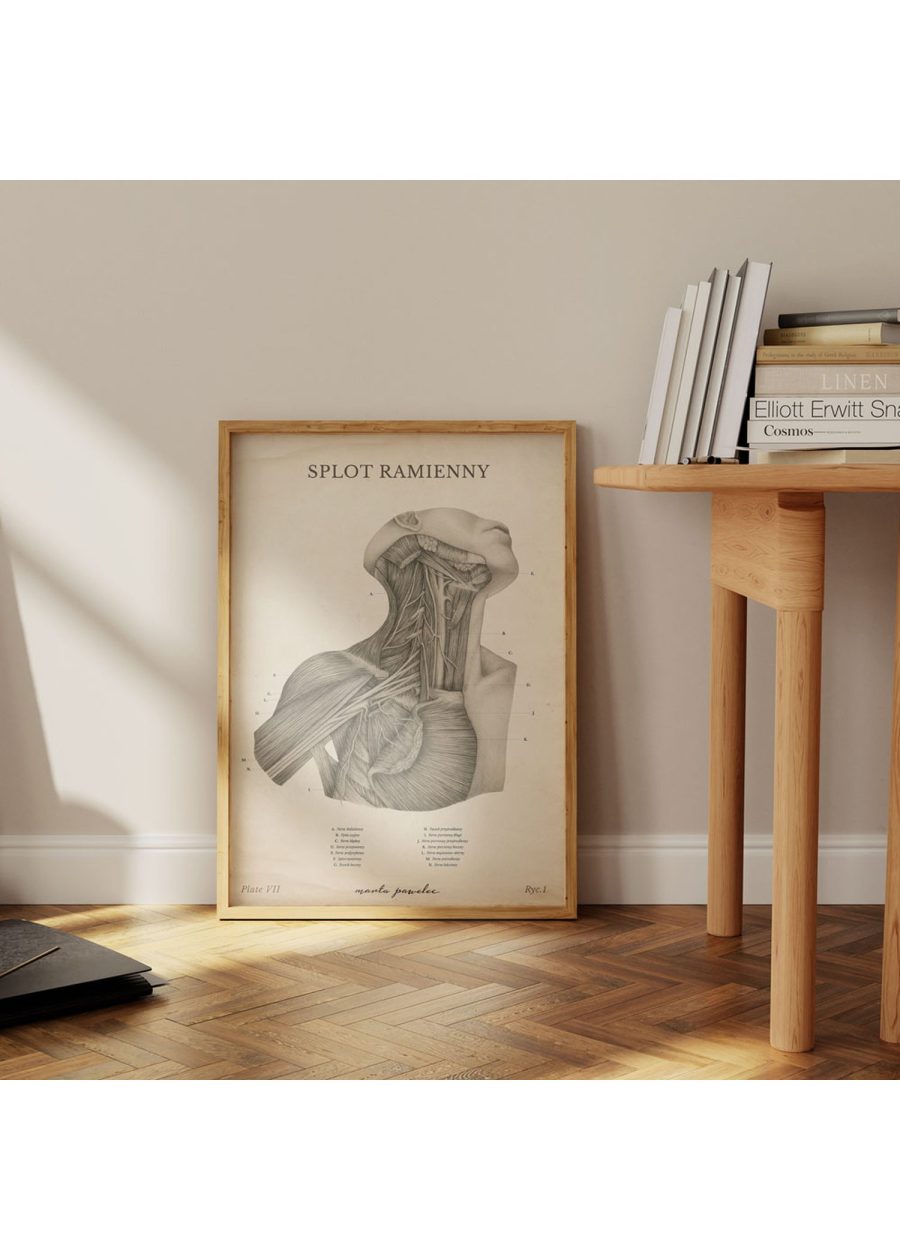Plakat Splot Ramienny Vintage — zdjęcie 4