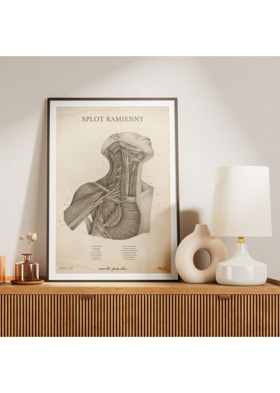 Plakat Splot Ramienny Vintage — zdjęcie 5