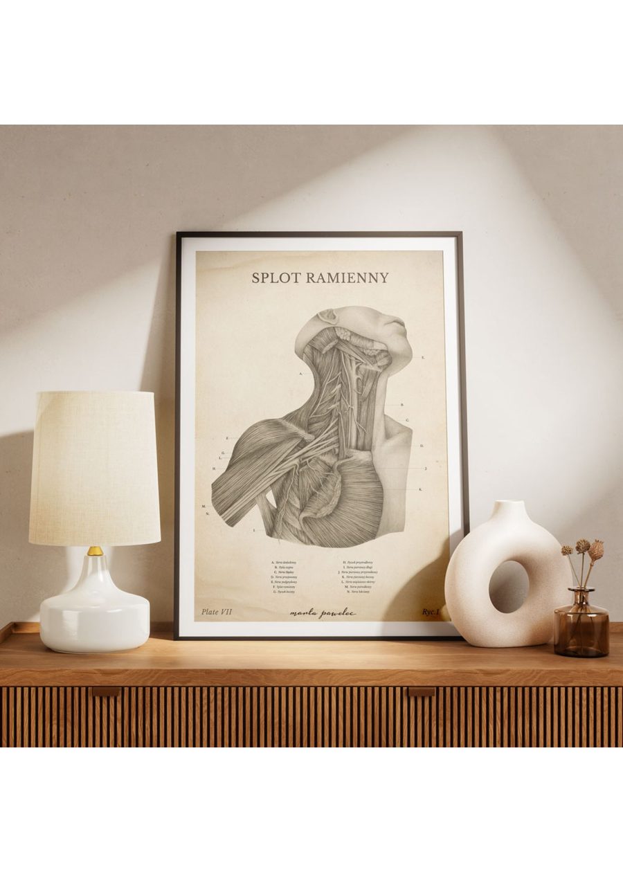 Plakat Splot Ramienny Vintage — zdjęcie 6