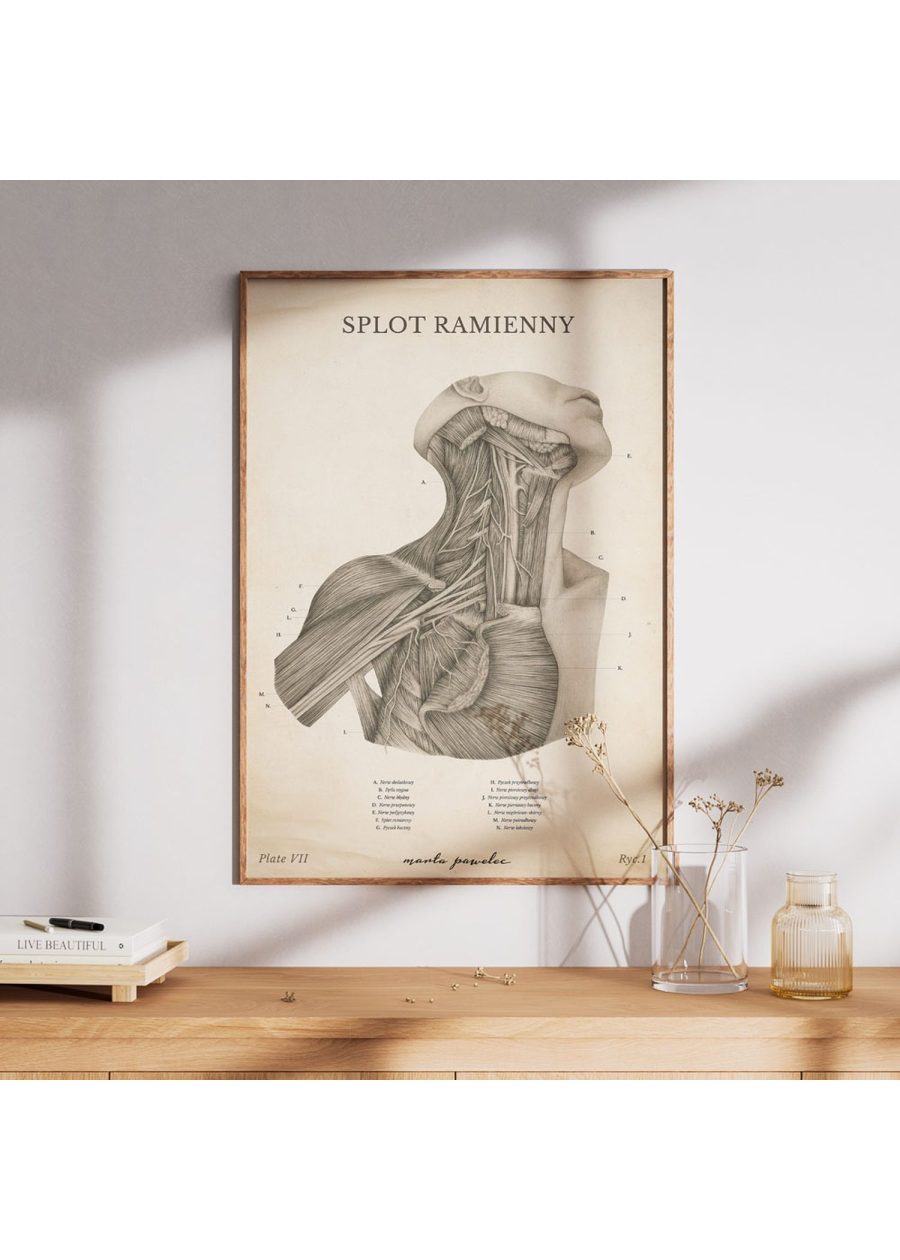 Plakat Splot Ramienny Vintage — zdjęcie 7