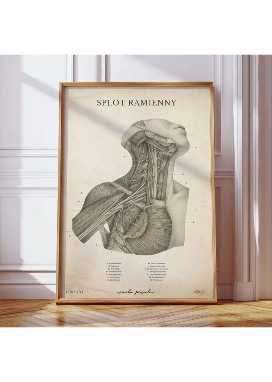 Plakat Splot Ramienny Vintage — zdjęcie 8