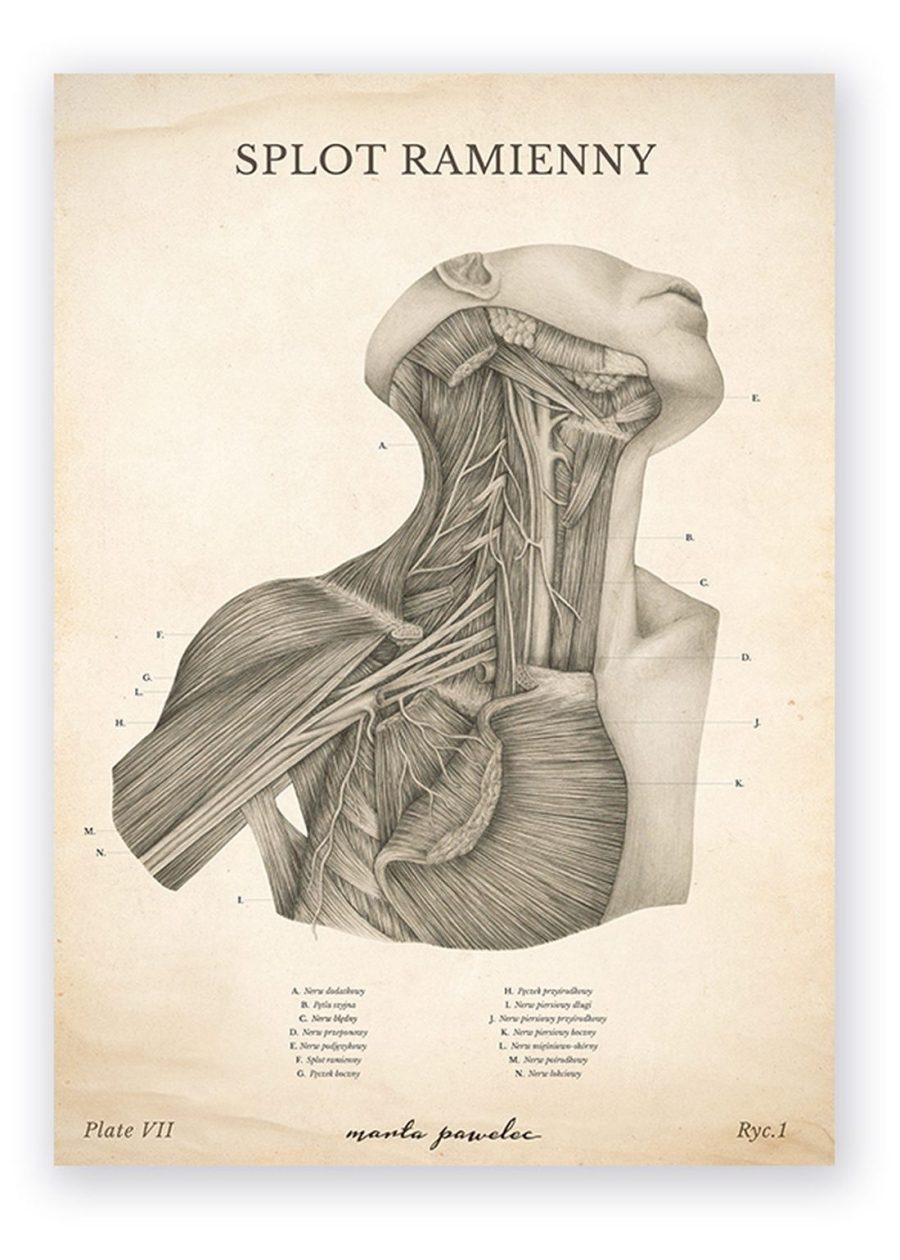 Plakat Splot Ramienny Vintage