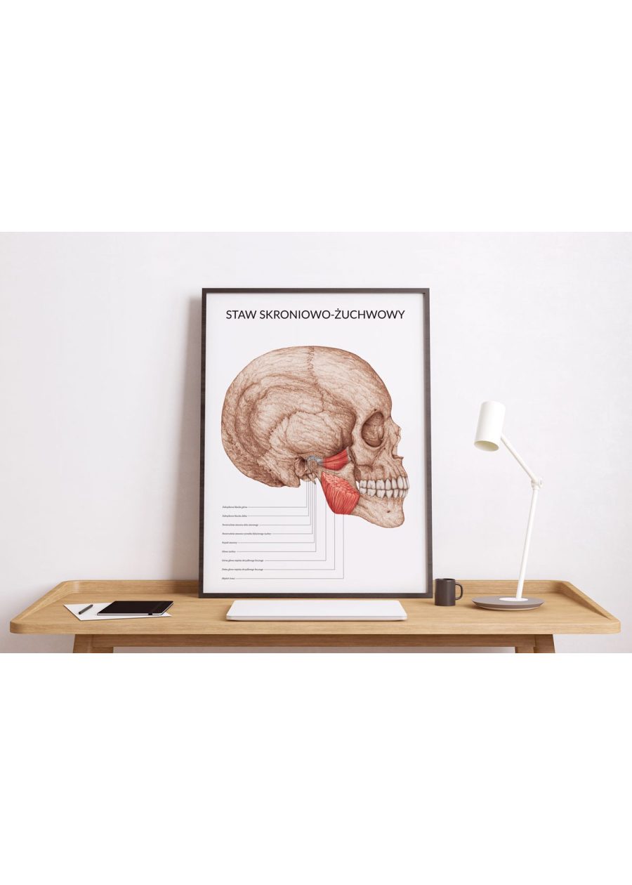 Plakat Staw Skroniowo-Żuchwowy — zdjęcie 2