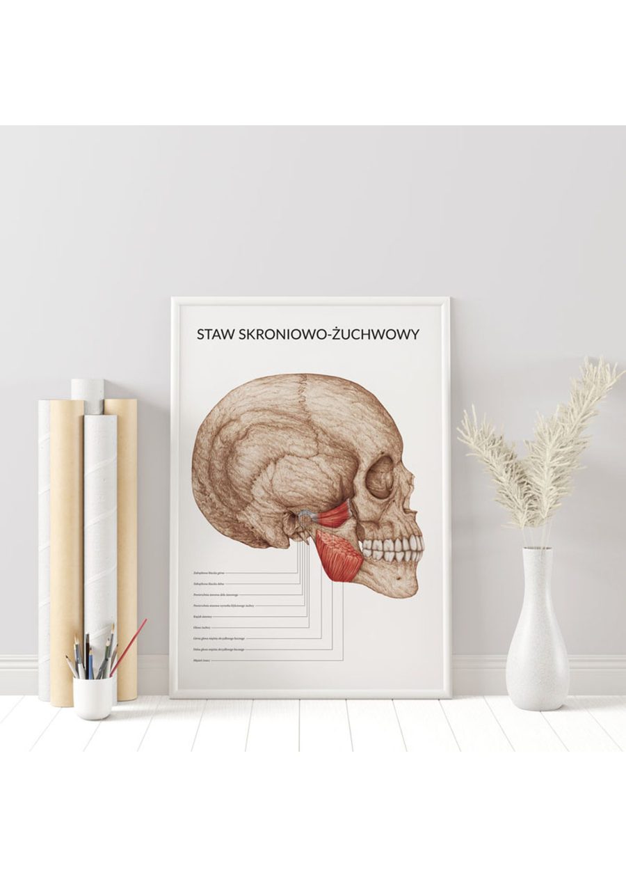 Plakat Staw Skroniowo-Żuchwowy — zdjęcie 3