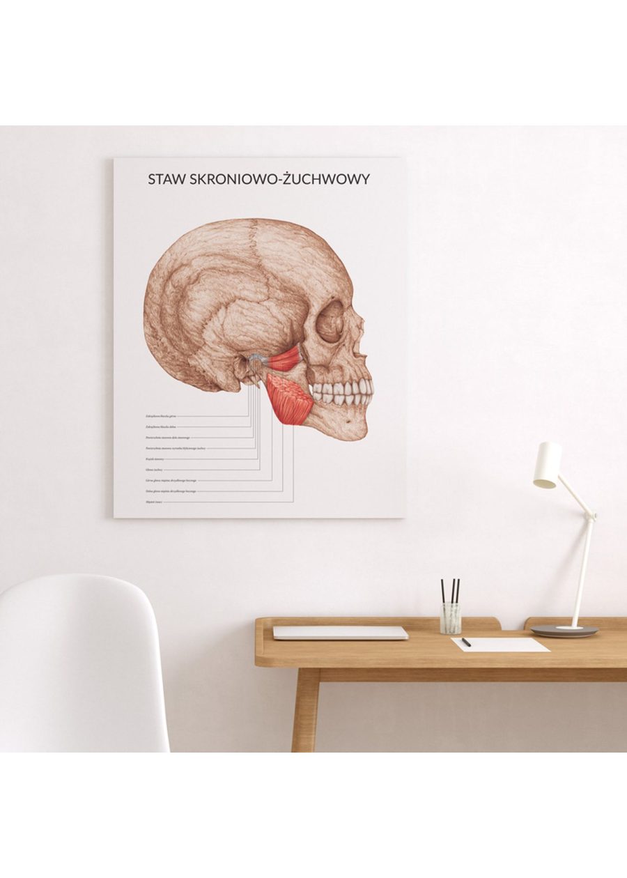 Plakat Staw Skroniowo-Żuchwowy — zdjęcie 4