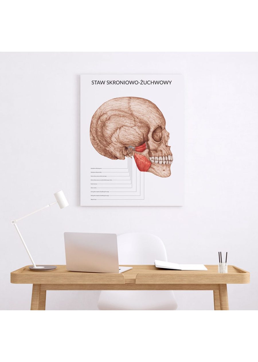 Plakat Staw Skroniowo-Żuchwowy — zdjęcie 5