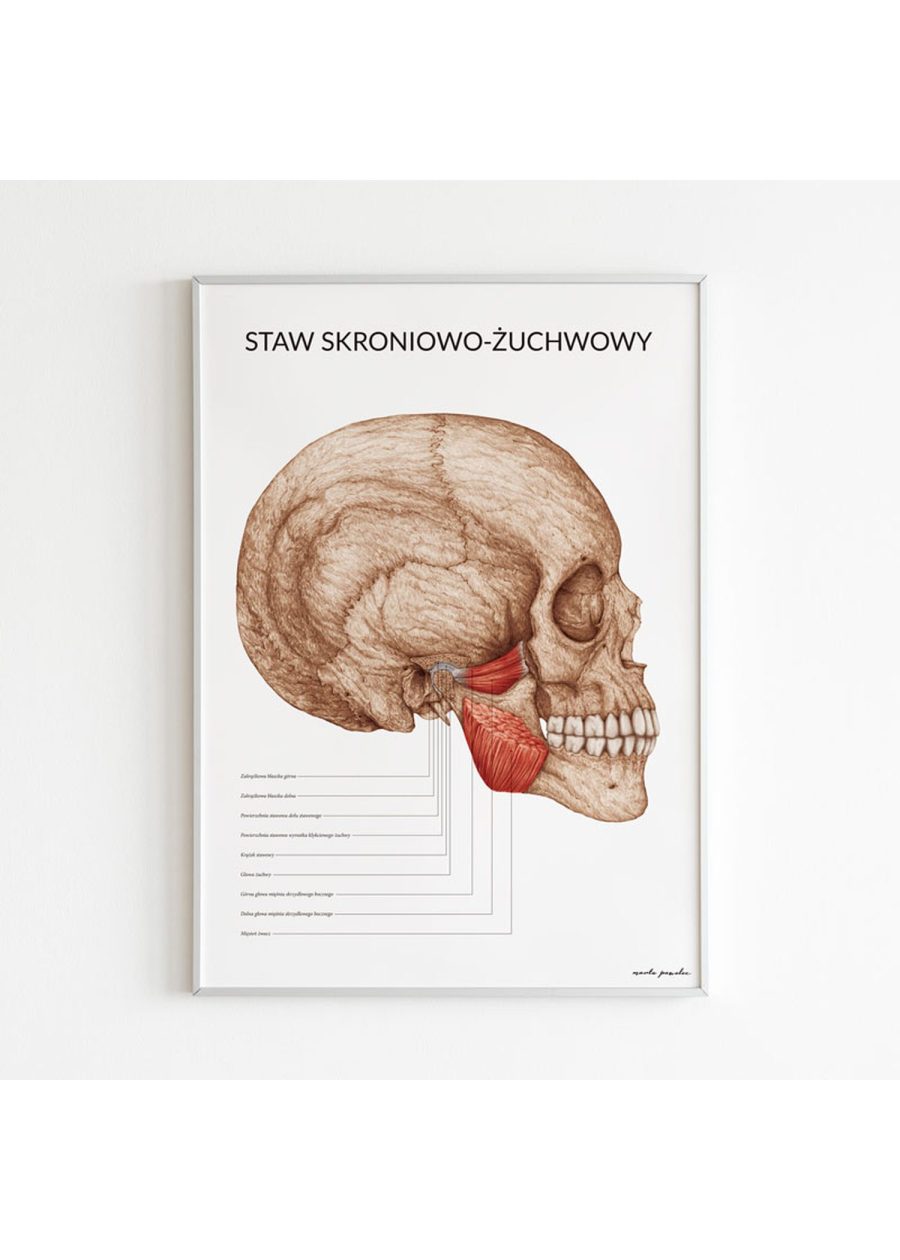 Plakat Staw Skroniowo-Żuchwowy — zdjęcie 6