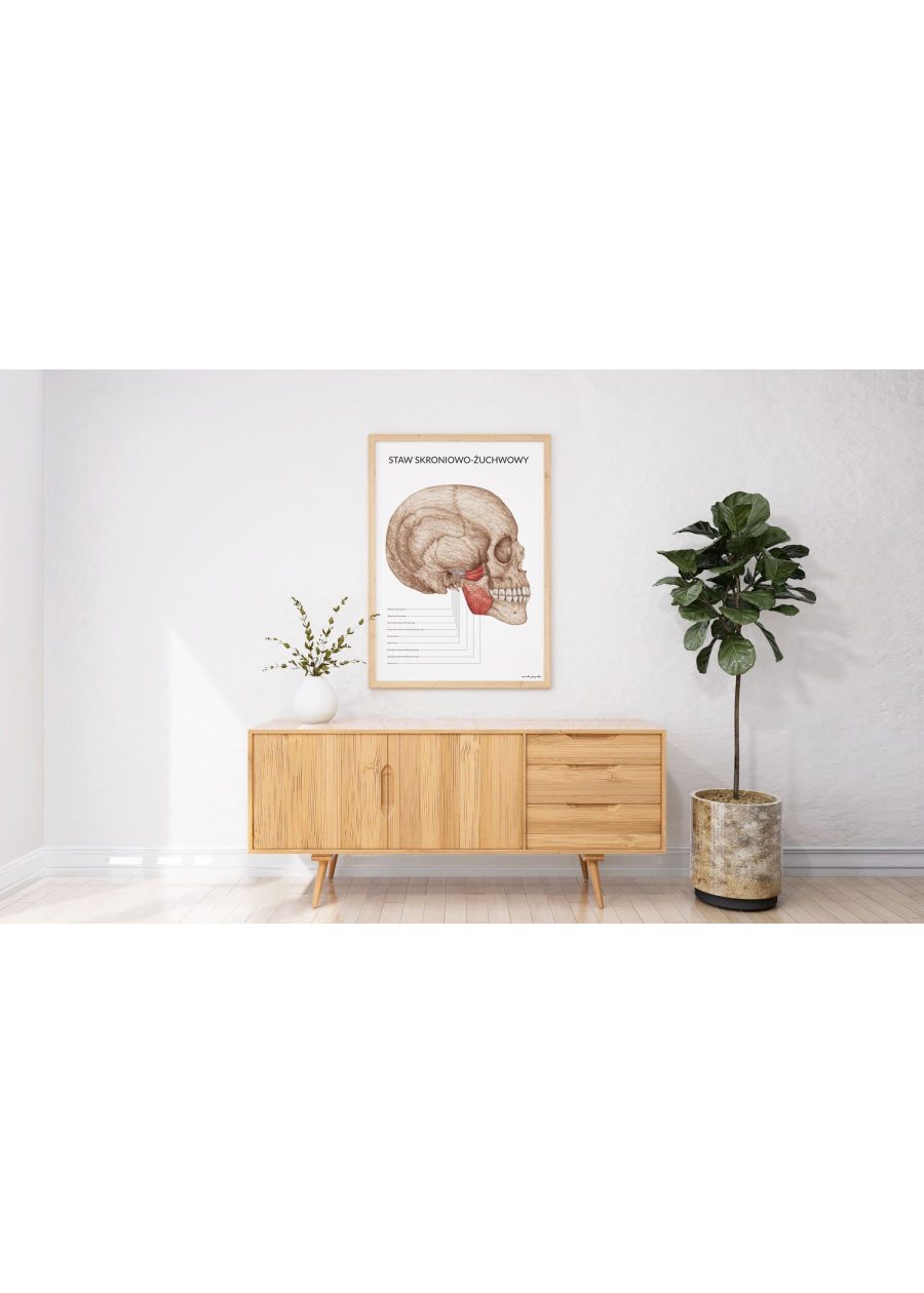 Plakat Staw Skroniowo-Żuchwowy — zdjęcie 8