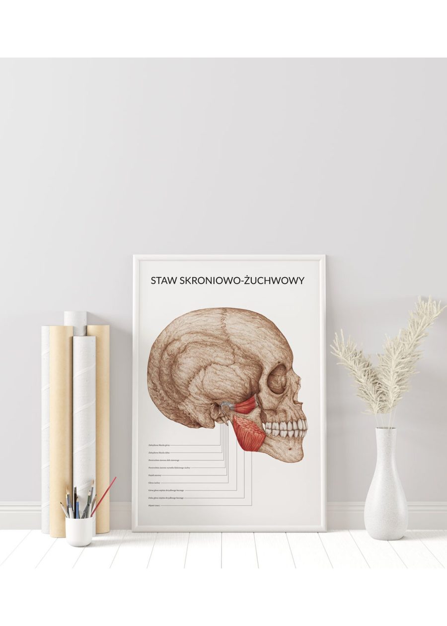 Plakat Staw Skroniowo-Żuchwowy — zdjęcie 9