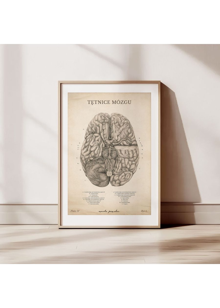 Plakat Tętnice Mózgu Vintage — zdjęcie 2