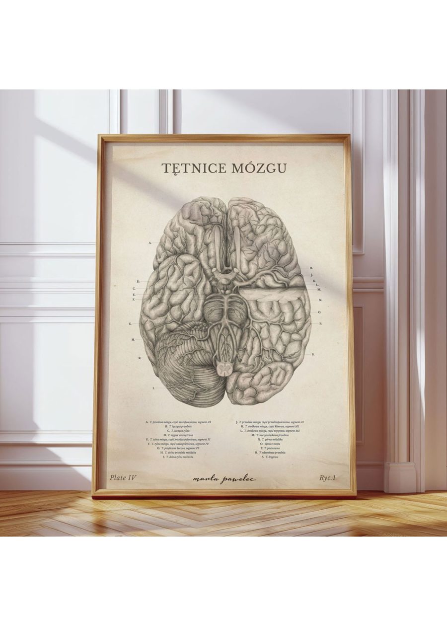 Plakat Tętnice Mózgu Vintage — zdjęcie 3