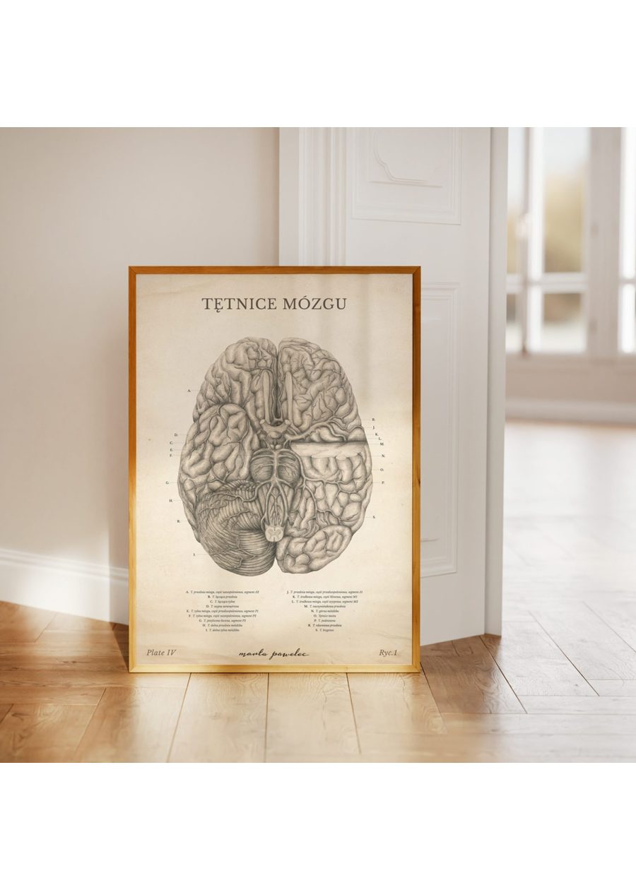 Plakat Tętnice Mózgu Vintage — zdjęcie 4