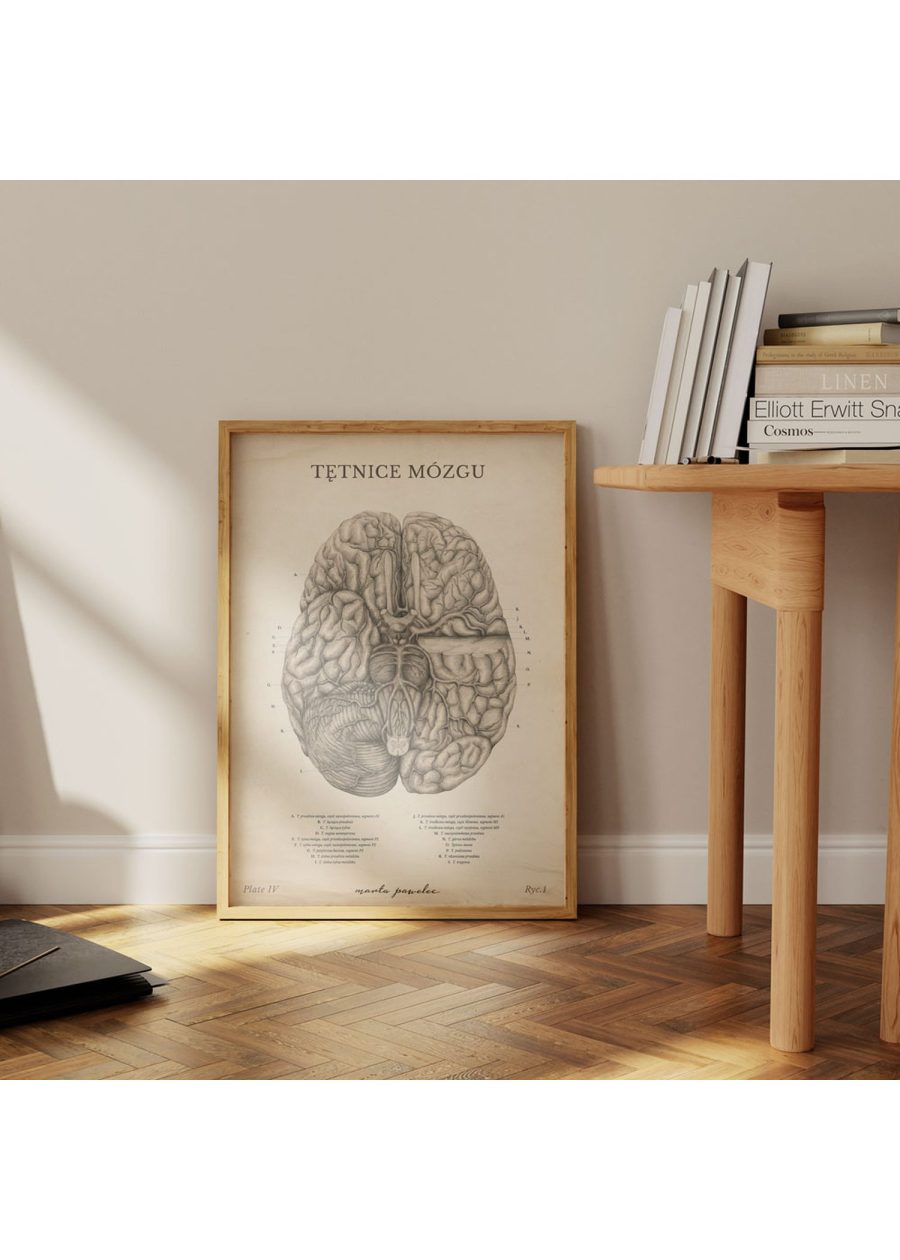 Plakat Tętnice Mózgu Vintage — zdjęcie 5