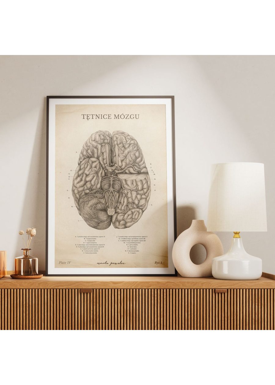 Plakat Tętnice Mózgu Vintage — zdjęcie 6