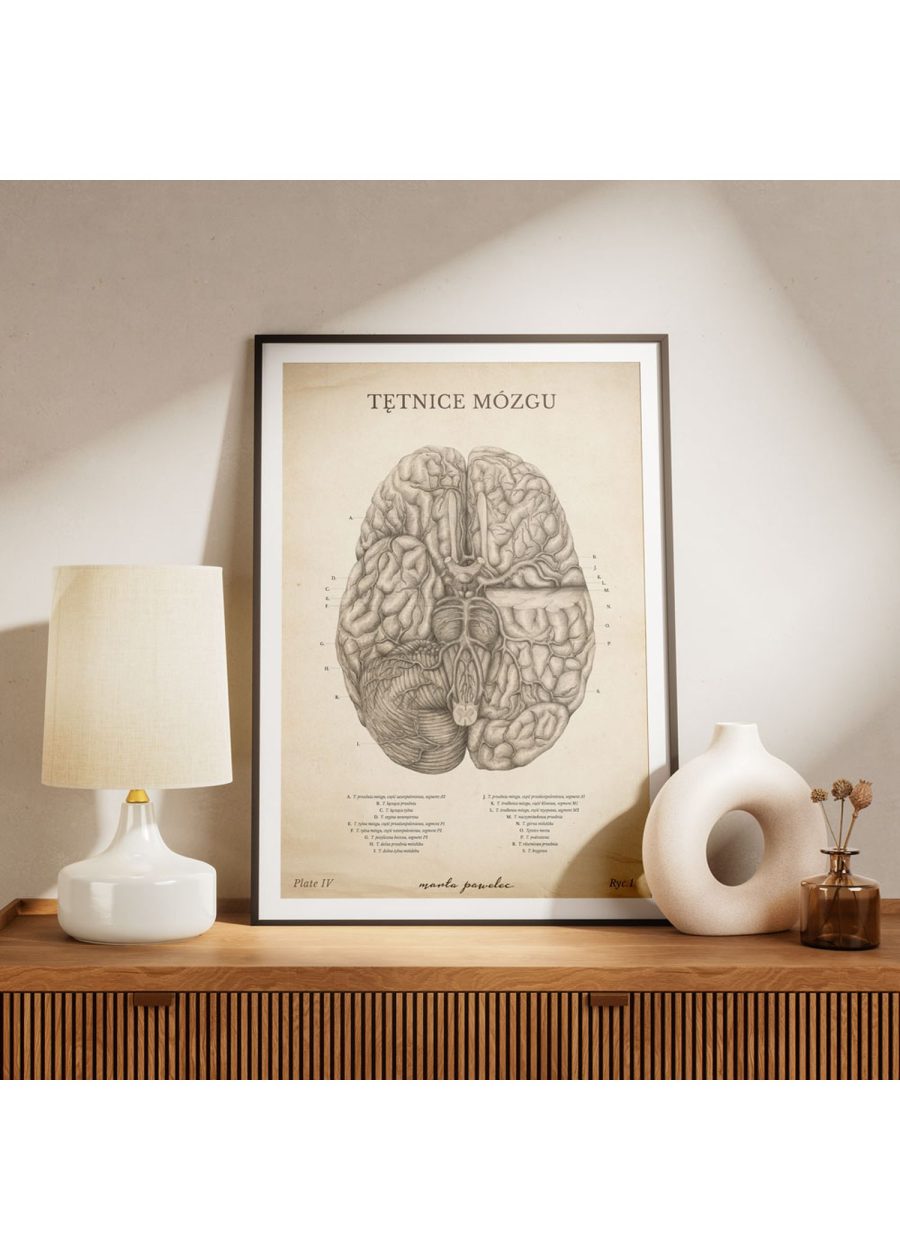 Plakat Tętnice Mózgu Vintage — zdjęcie 7
