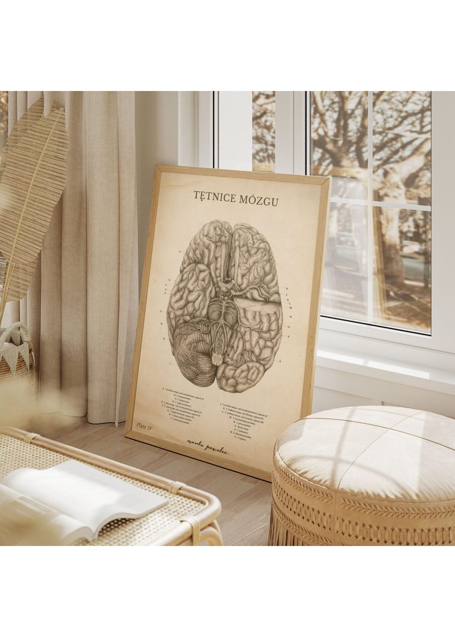 Plakat Tętnice Mózgu Vintage — zdjęcie 8