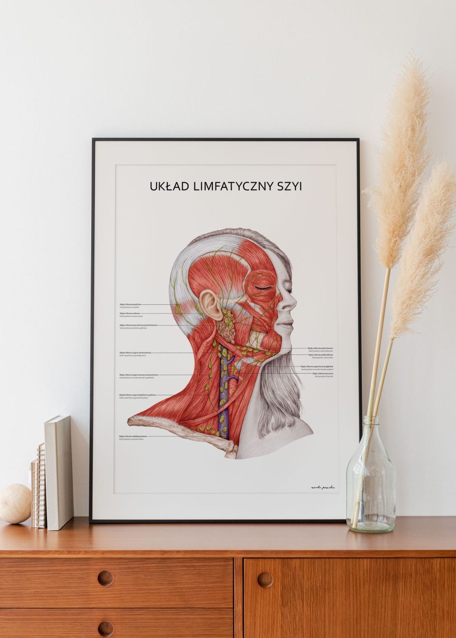 Plakat Układ Limfatyczny Szyi — zdjęcie 2