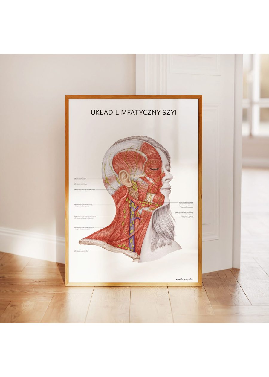 Plakat Układ Limfatyczny Szyi — zdjęcie 3