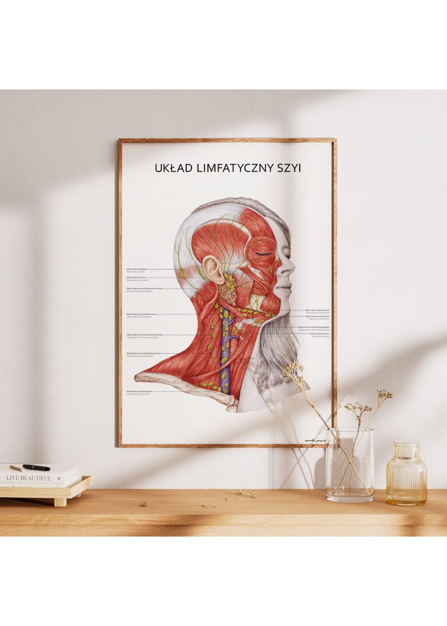 Plakat Układ Limfatyczny Szyi — zdjęcie 5