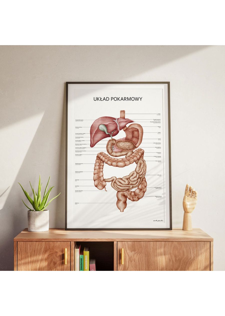 Plakat Układ Pokarmowy — zdjęcie 2