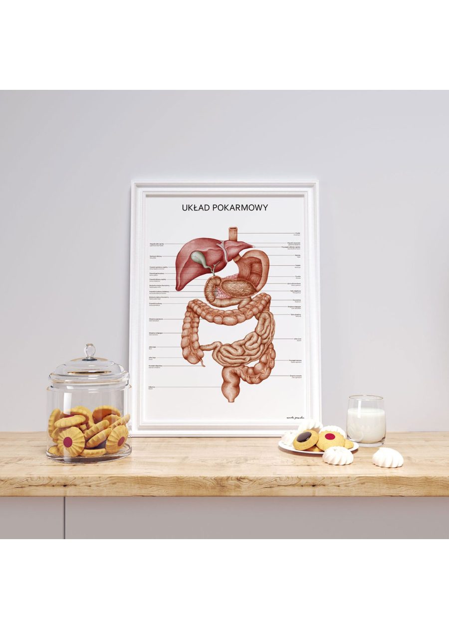 Plakat Układ Pokarmowy — zdjęcie 3